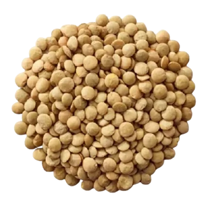 Lentilha Canadense